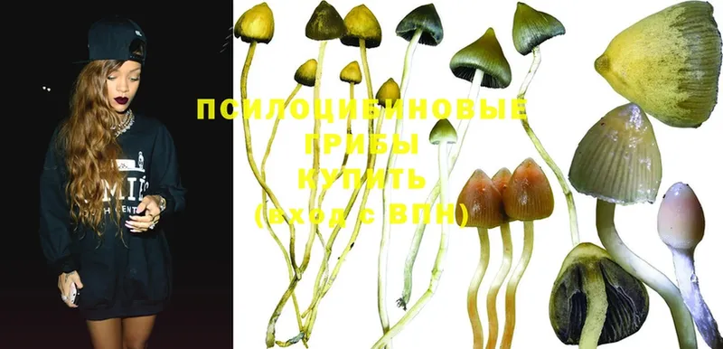 Галлюциногенные грибы Psilocybe  kraken tor  Ленск 